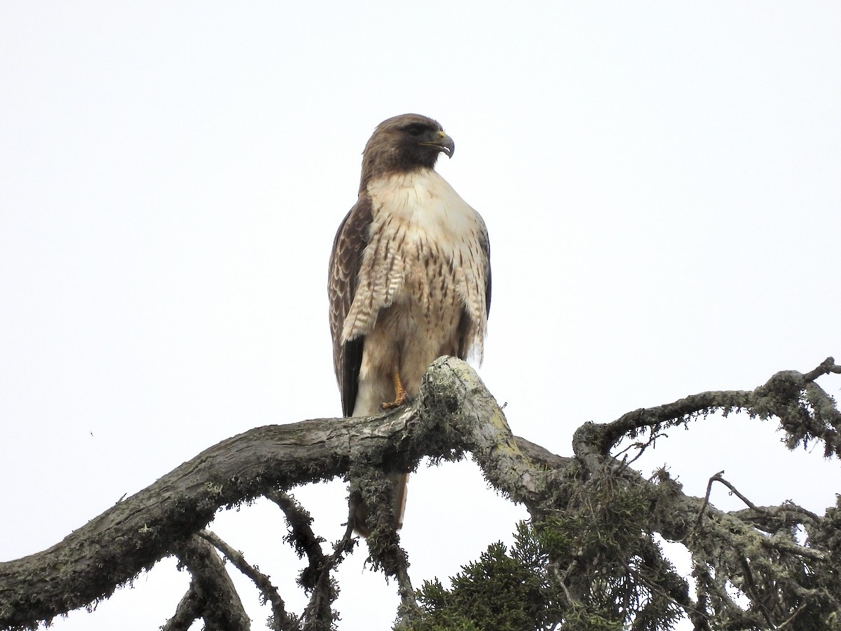 Red-tailed Hawk - ML619309192
