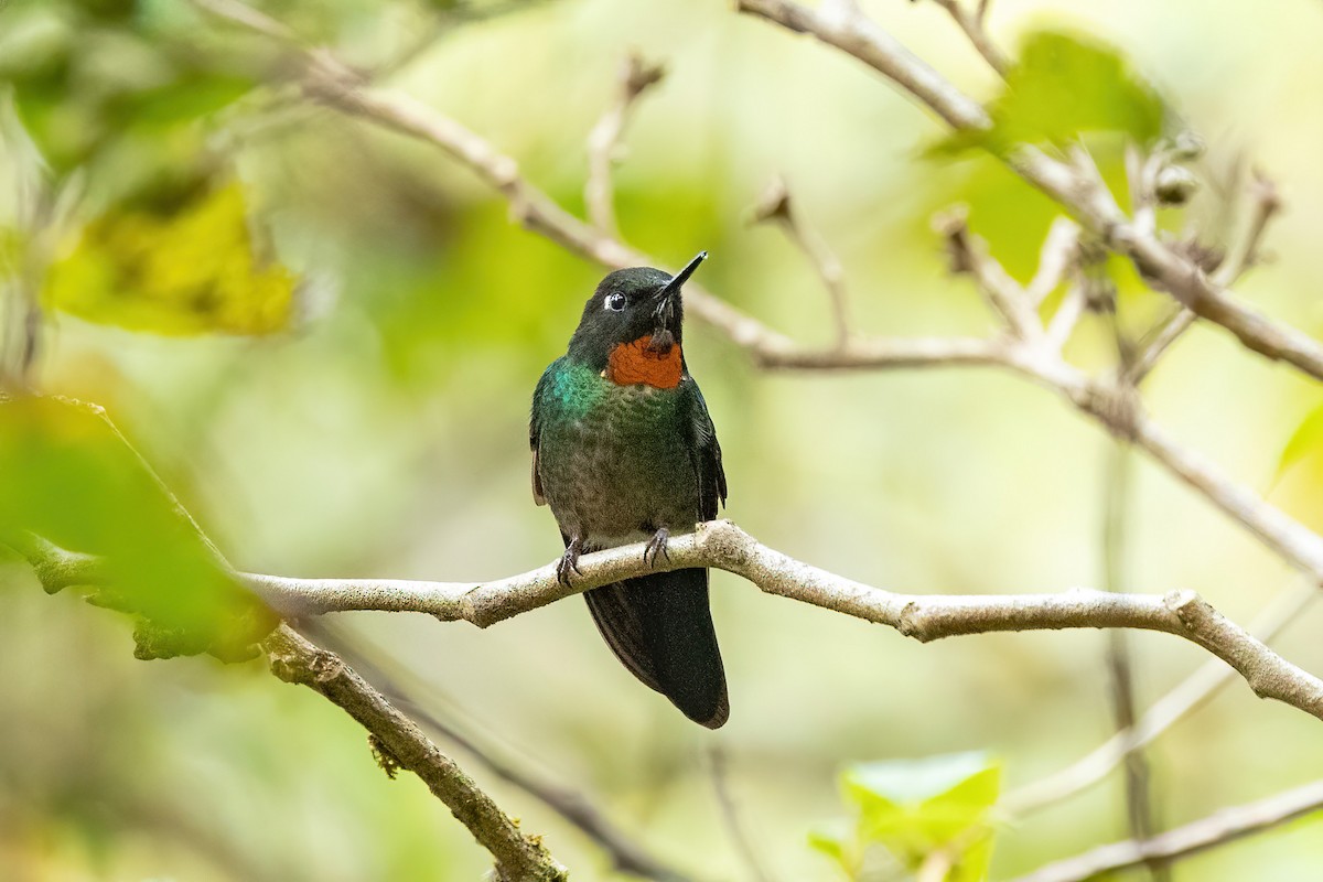 kolibřík drobný - ML619309225