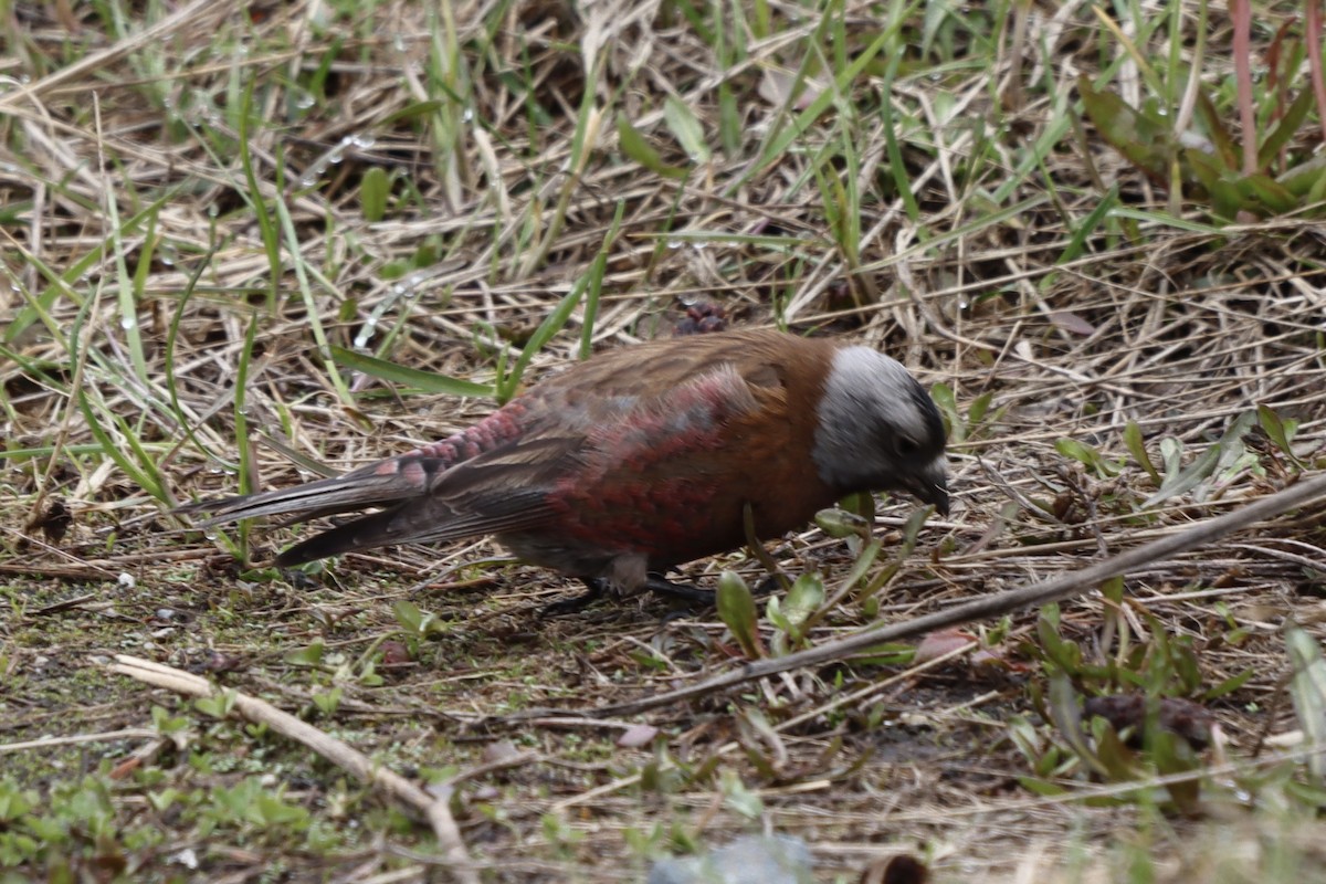 Gray-crowned Rosy-Finch - ML619309237