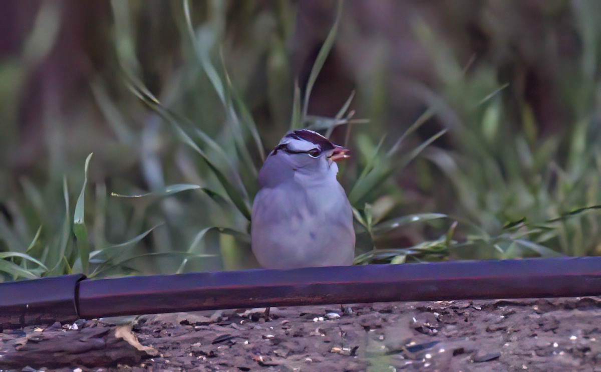 White-crowned Sparrow (Dark-lored) - ML619309265