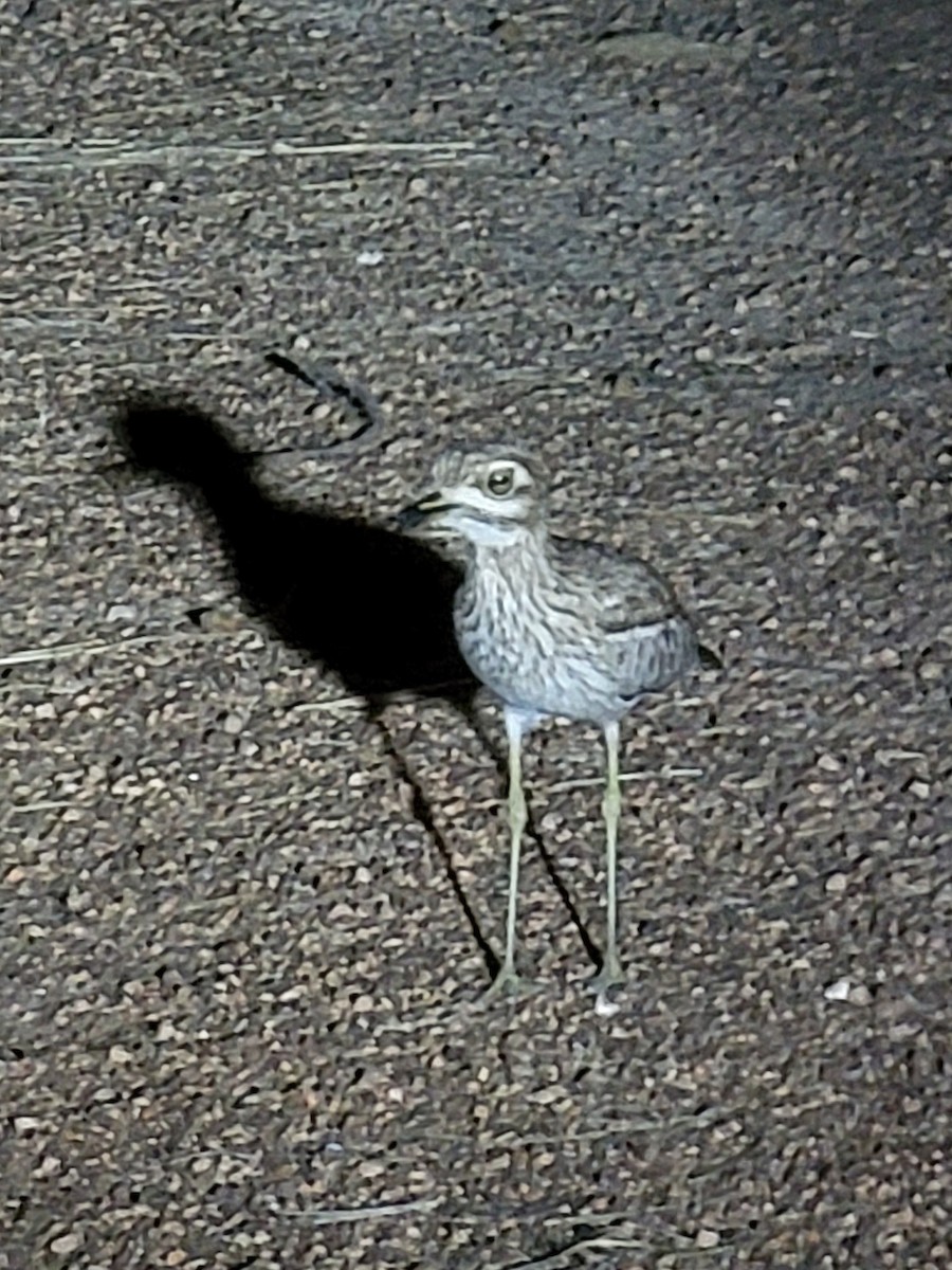 Spotted Thick-knee - ML619309268