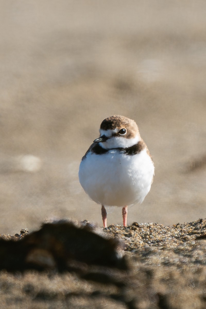 Collared Plover - ML619309270