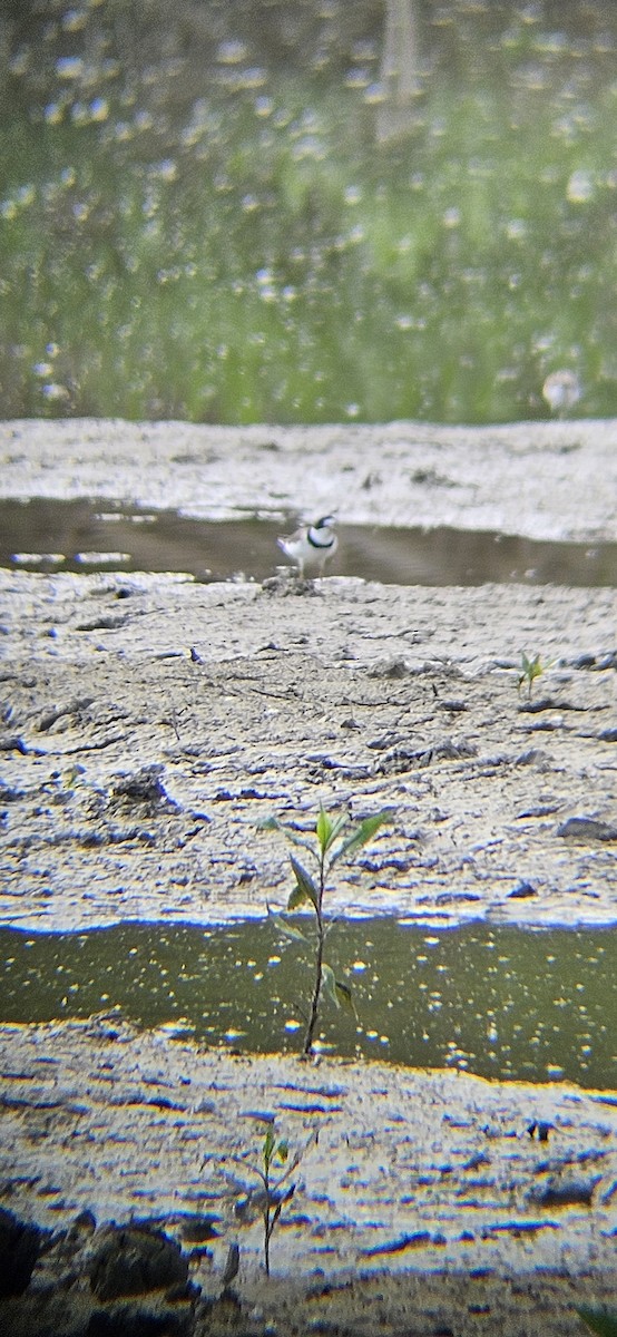 Semipalmated Plover - ML619309279