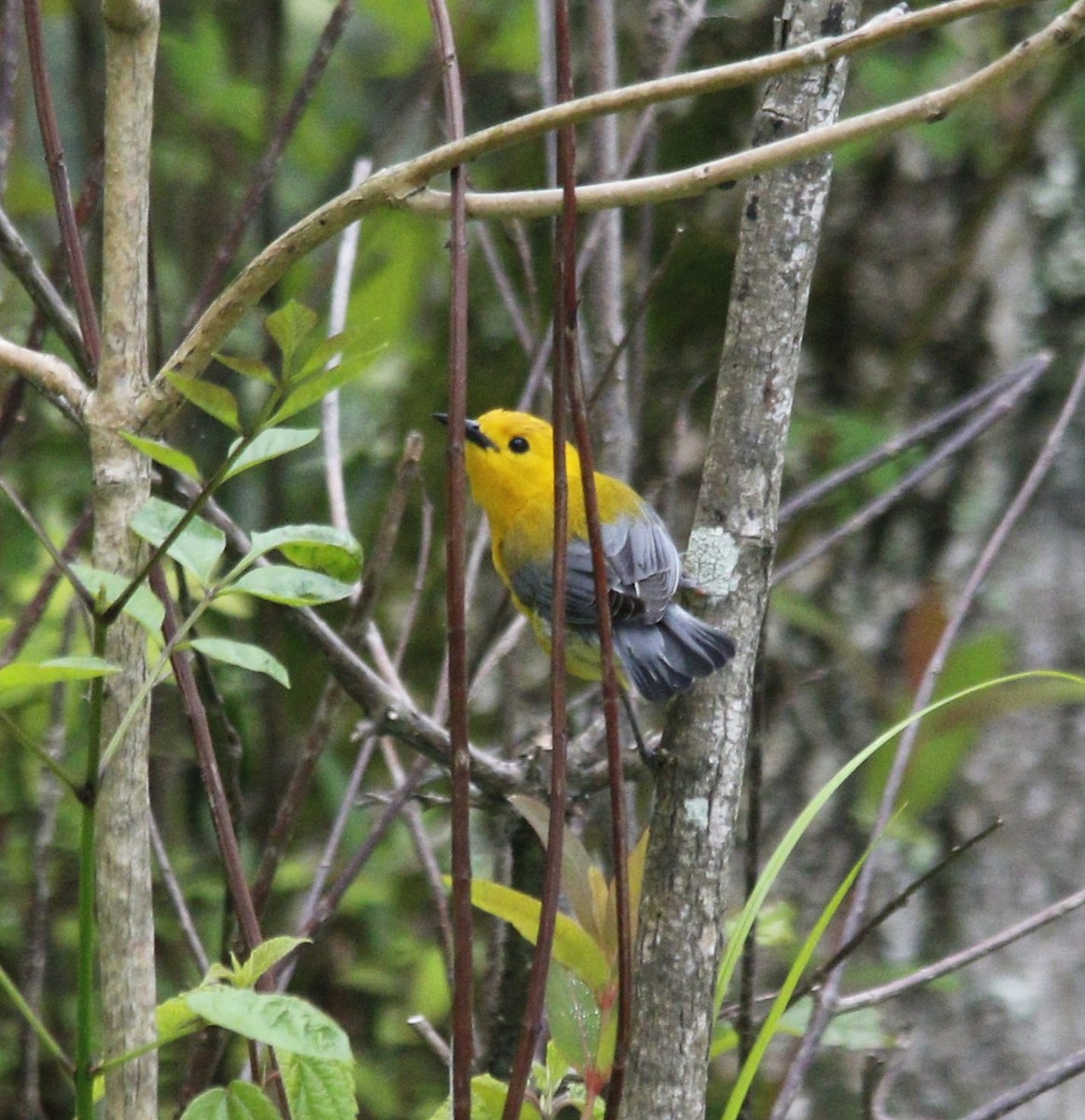 Prothonotary Warbler - ML619309313