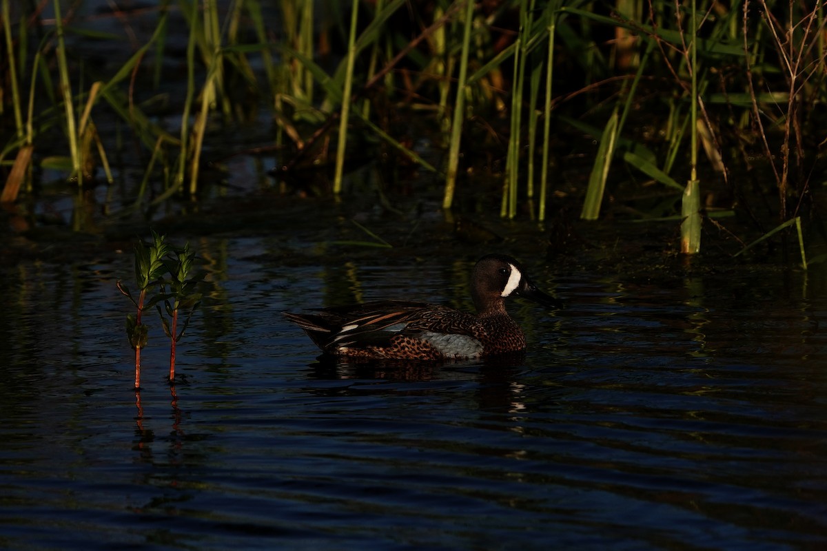 Blue-winged Teal - ML619309351