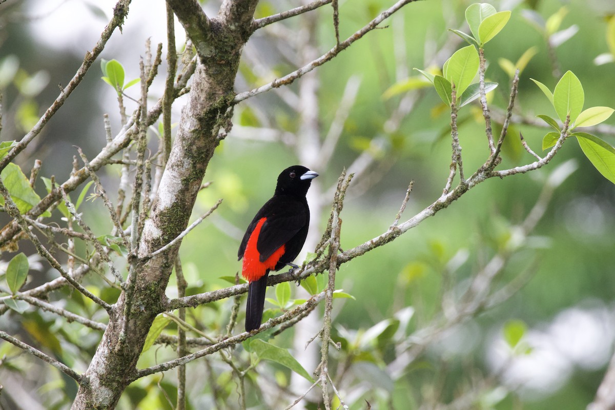 Scarlet-rumped Tanager - ML619309364