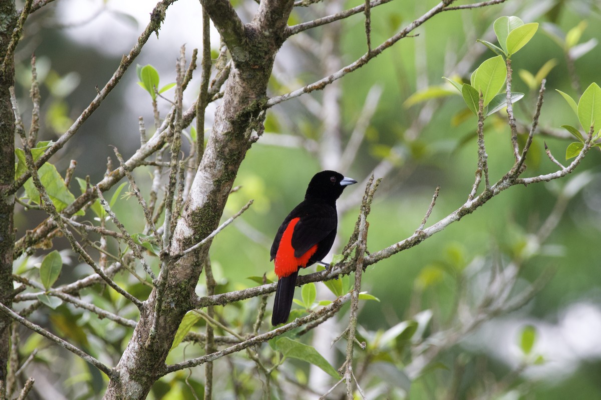 Scarlet-rumped Tanager - ML619309366