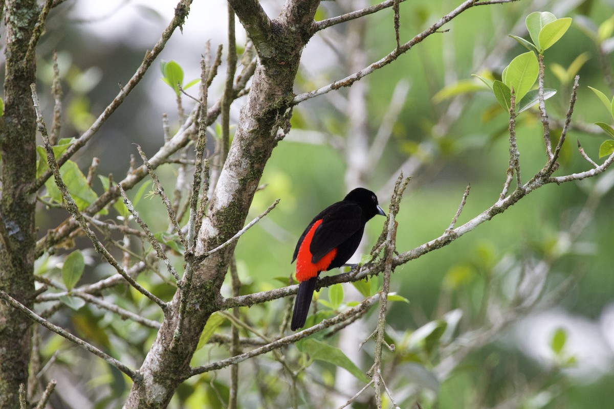 Scarlet-rumped Tanager - ML619309367
