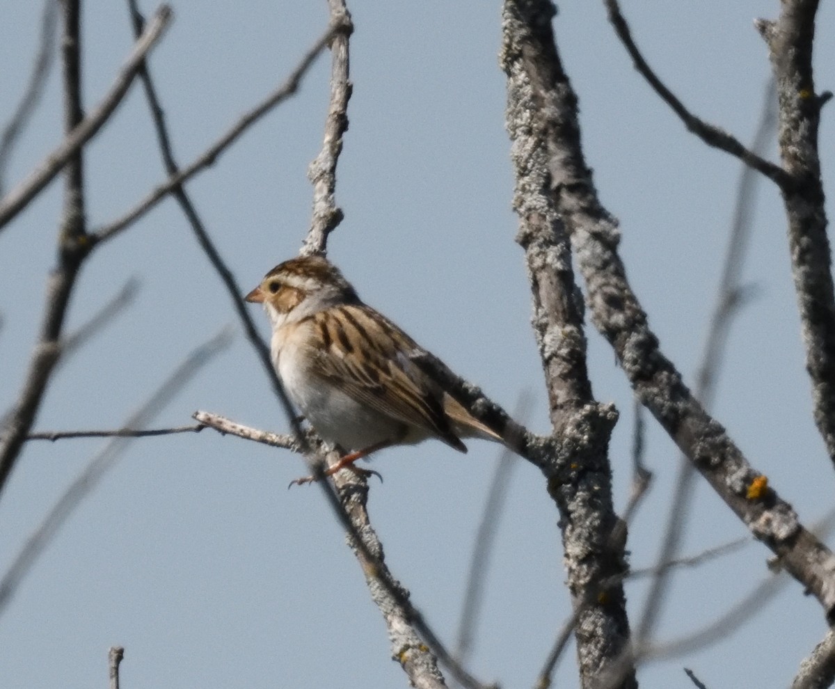 Clay-colored Sparrow - ML619309372
