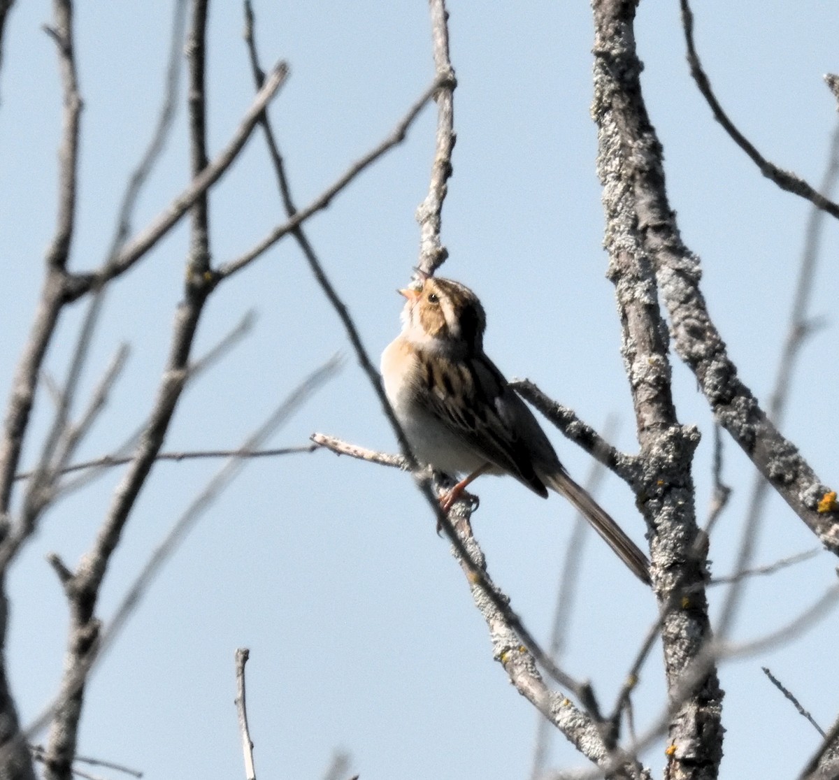 Clay-colored Sparrow - ML619309375