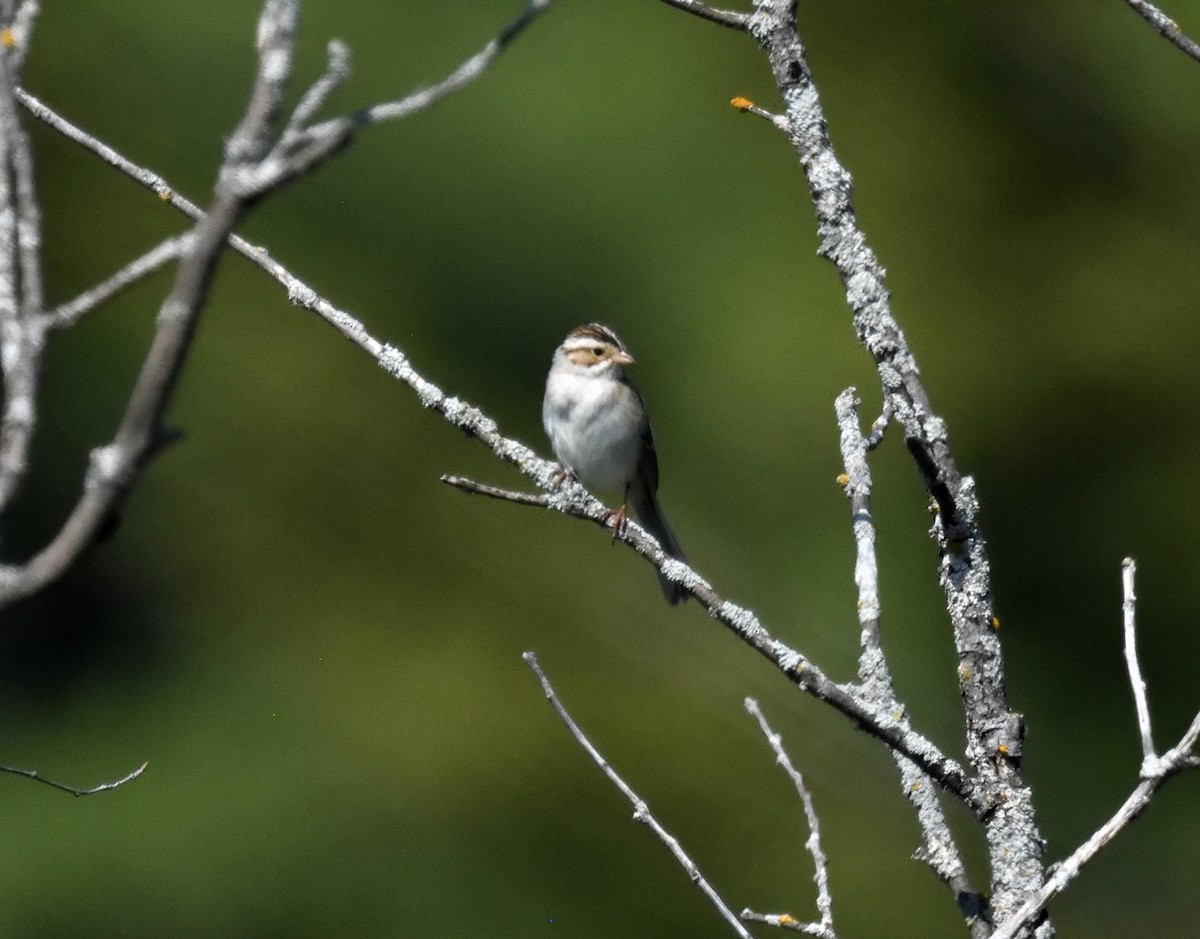 Clay-colored Sparrow - ML619309376