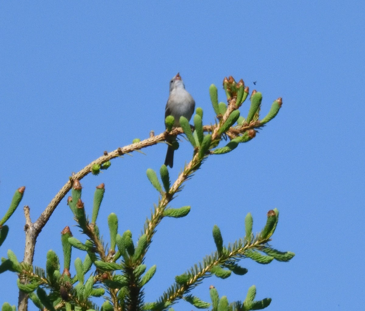 Field Sparrow - ML619309391