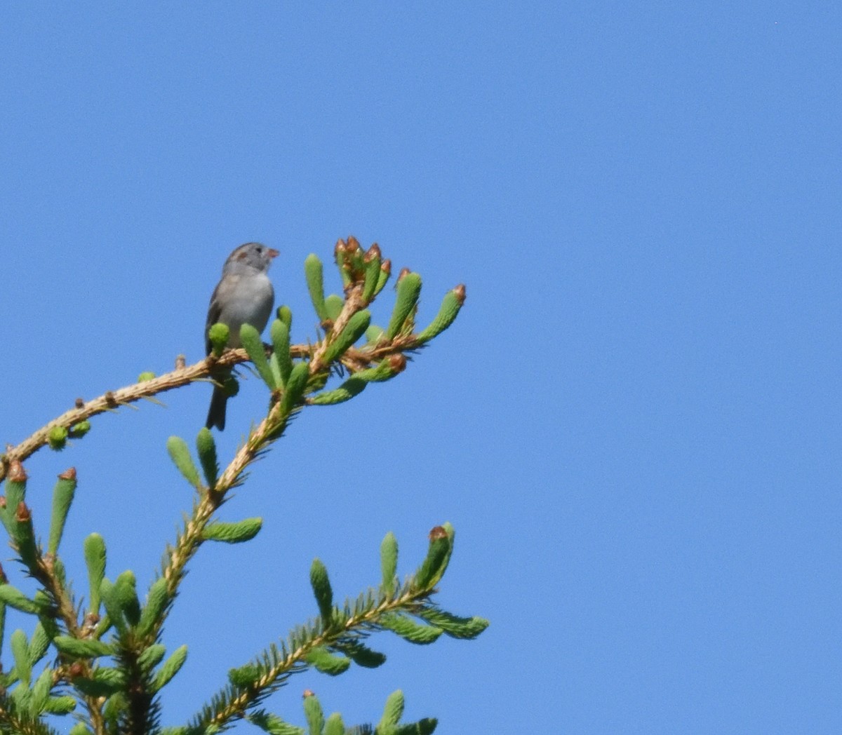 Field Sparrow - ML619309392