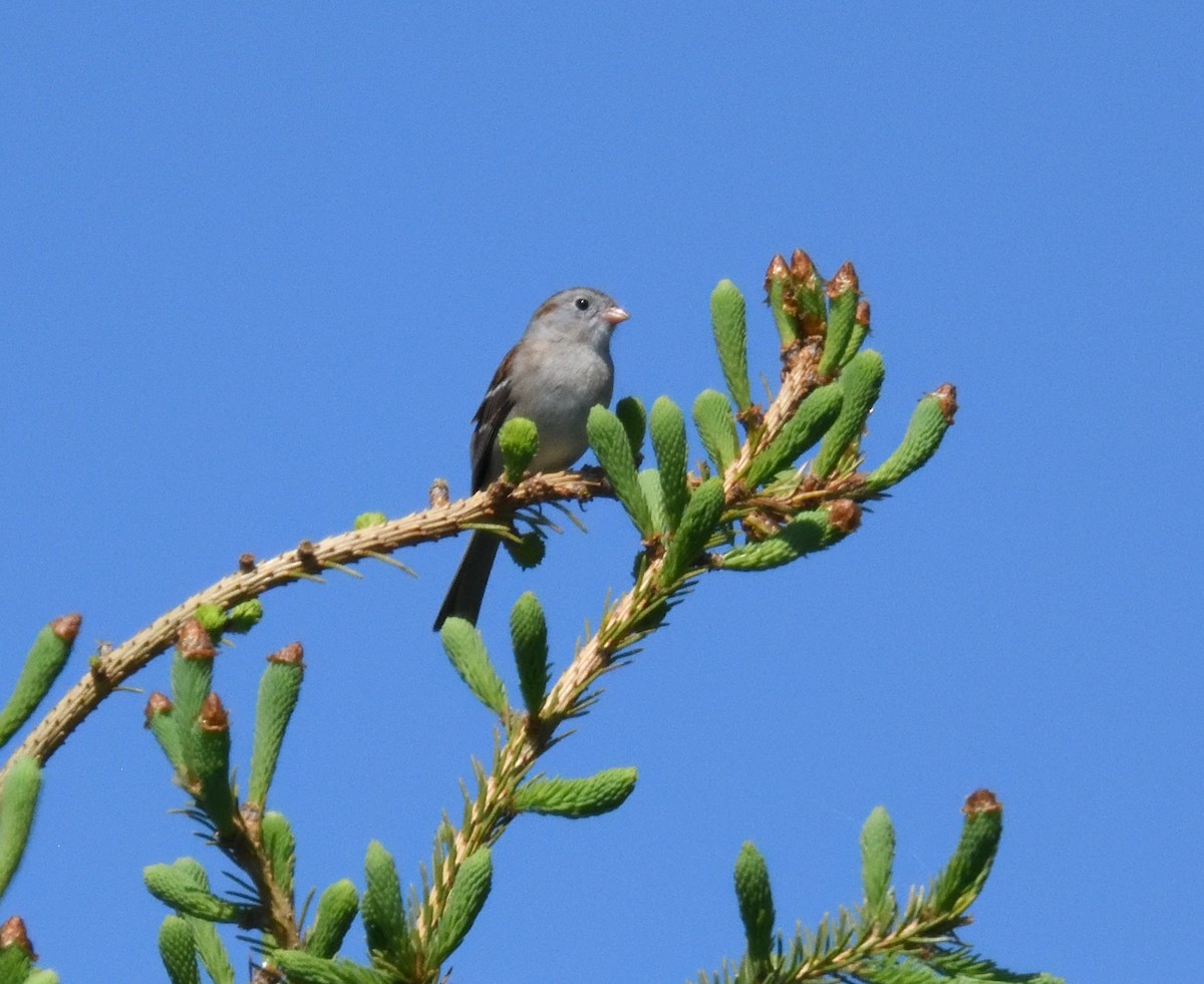 Field Sparrow - ML619309393