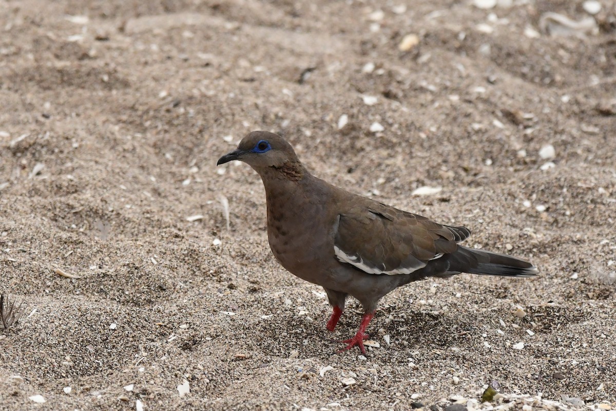 West Peruvian Dove - ML619309402