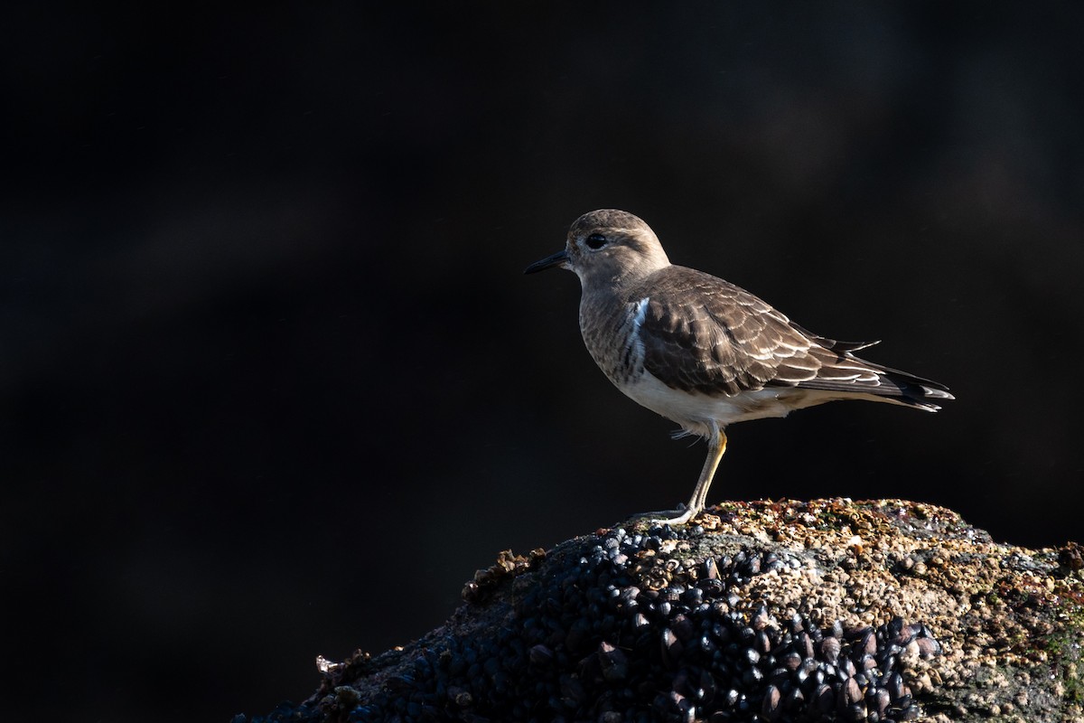 Rufous-chested Dotterel - ML619309442