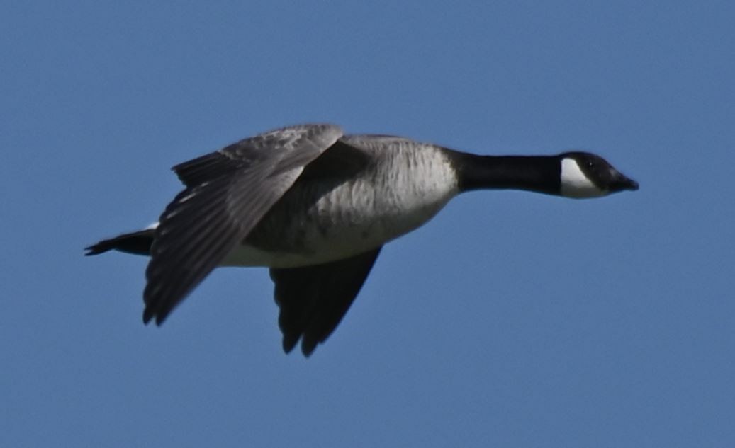 Cackling Goose - ML619309536