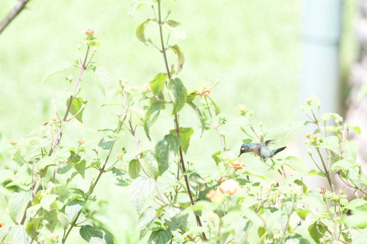 Violet-headed Hummingbird - ML619309589