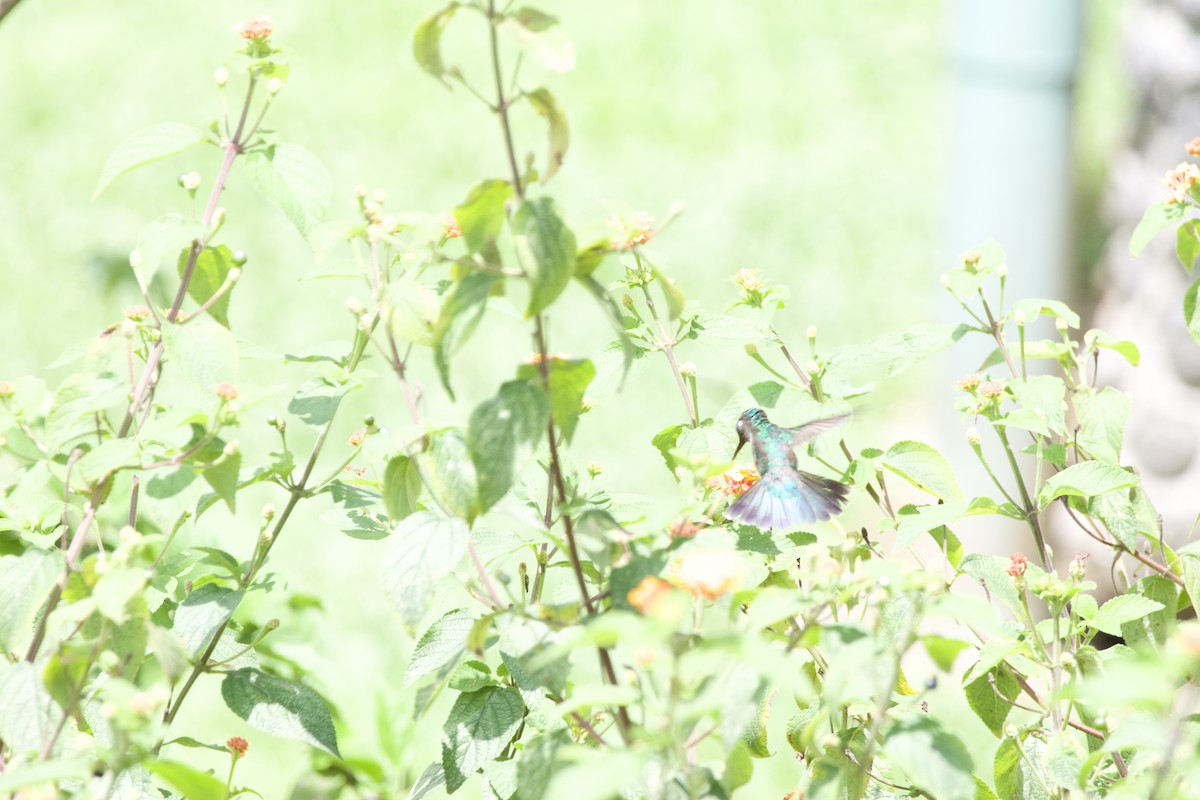Violet-headed Hummingbird - ML619309590