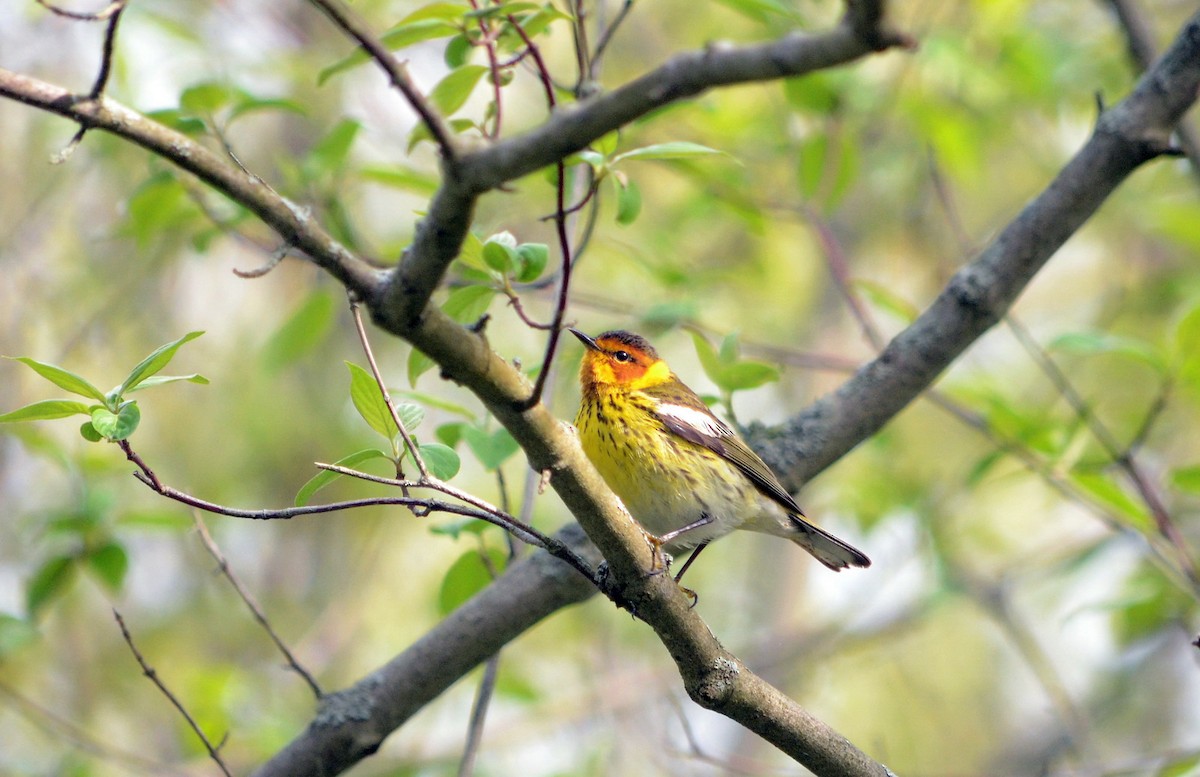 Cape May Warbler - ML619309662