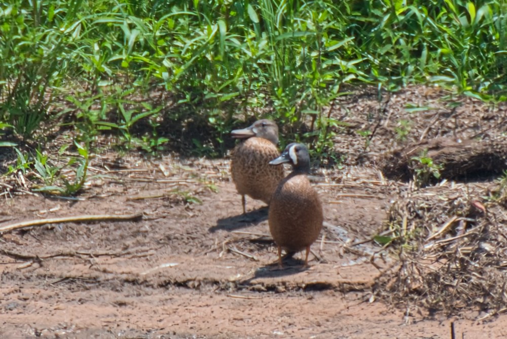 Blue-winged Teal - ML619309670