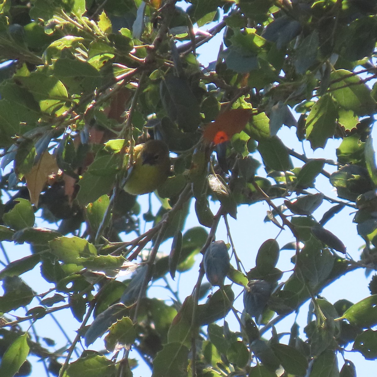 Orange-crowned Warbler - ML619309671