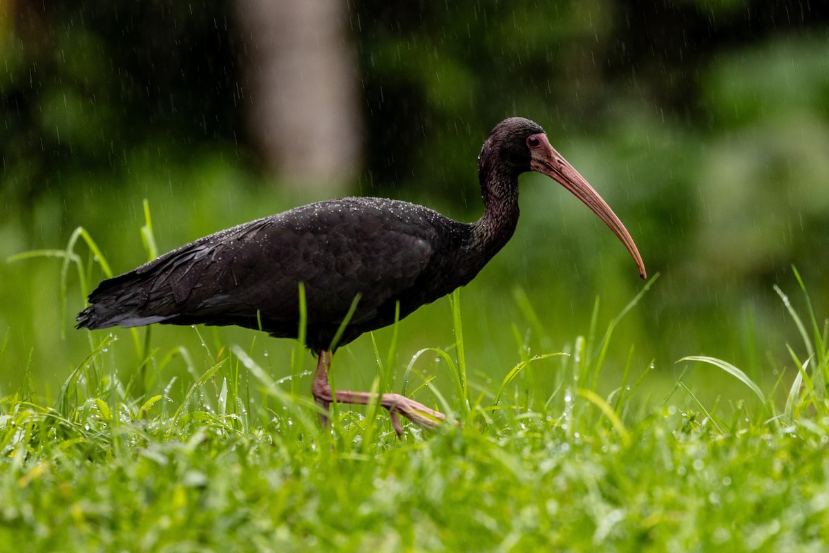 ibis tmavý - ML619309672