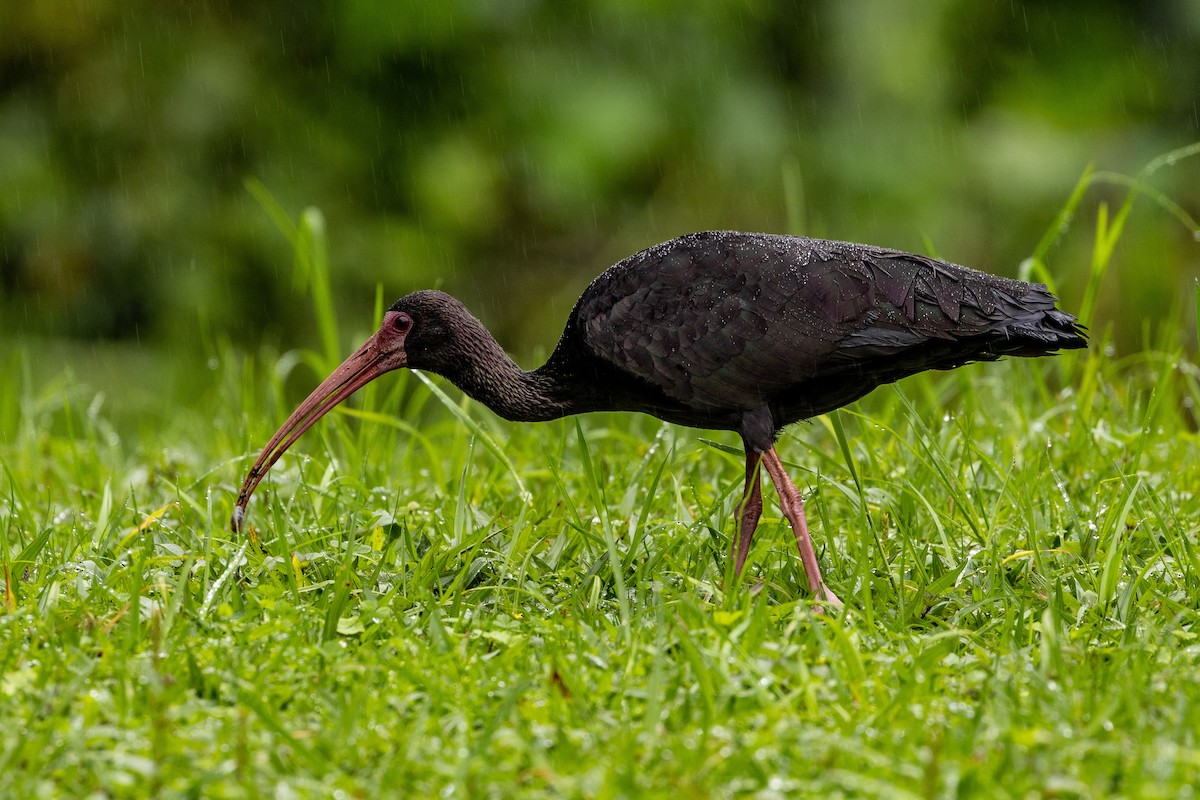 ibis tmavý - ML619309674