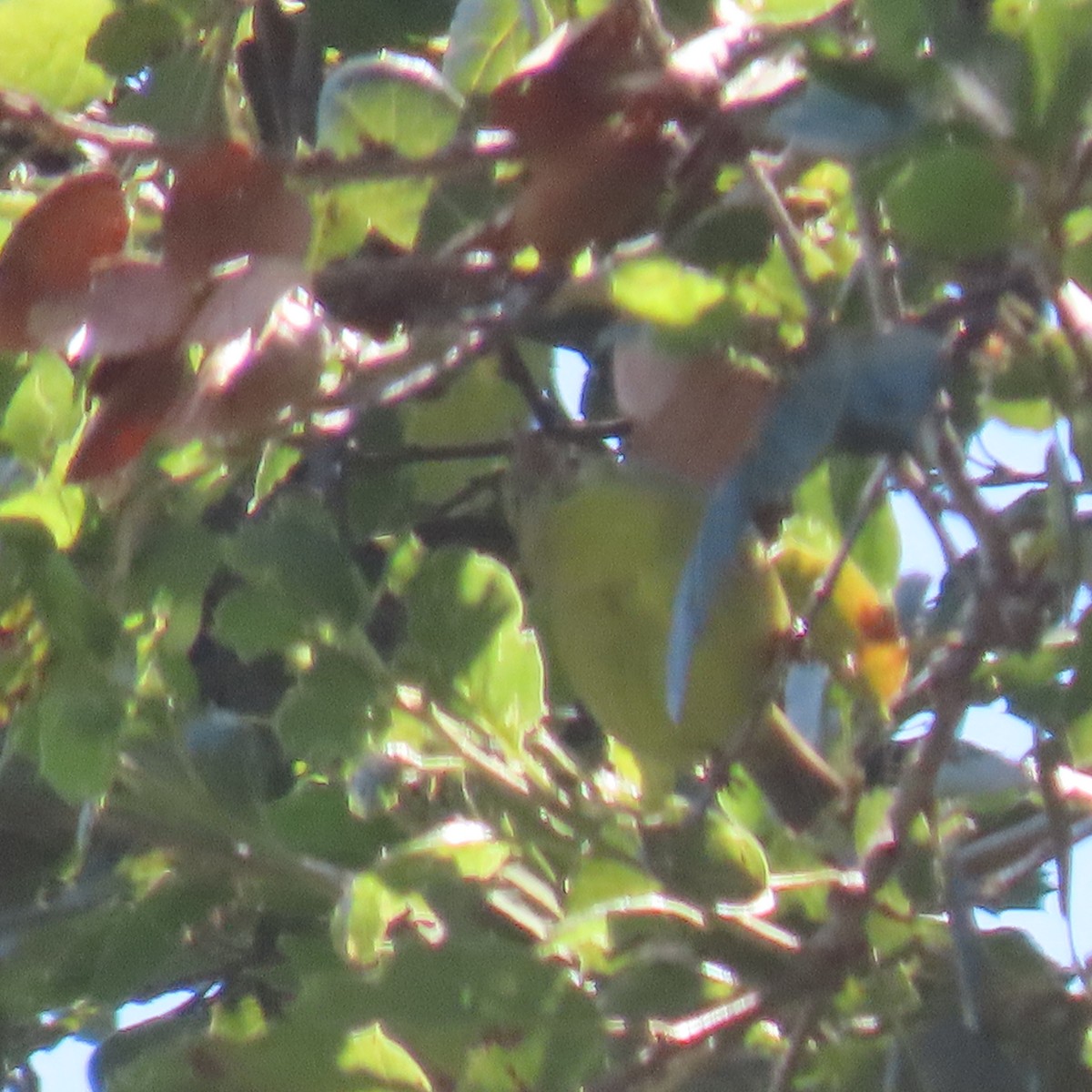 Orange-crowned Warbler - ML619309678