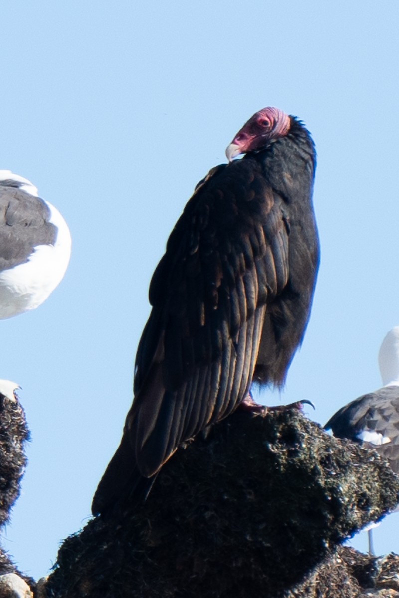 Turkey Vulture - ML619309679