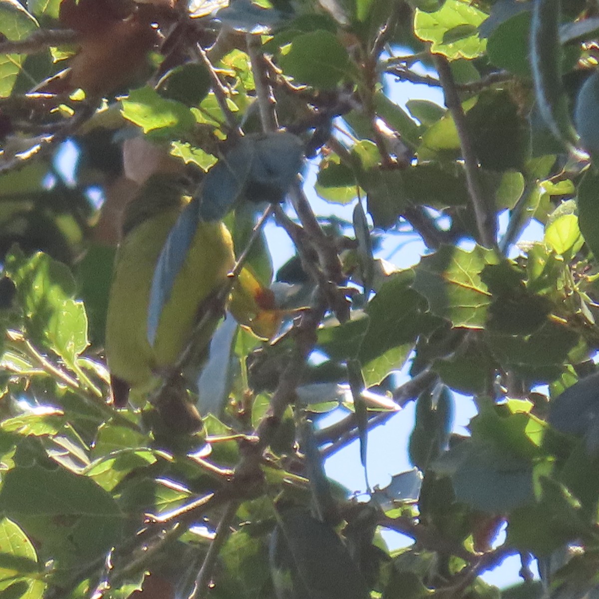 Orange-crowned Warbler - ML619309681