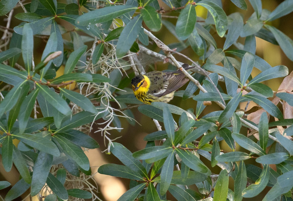 Cape May Warbler - ML619309692