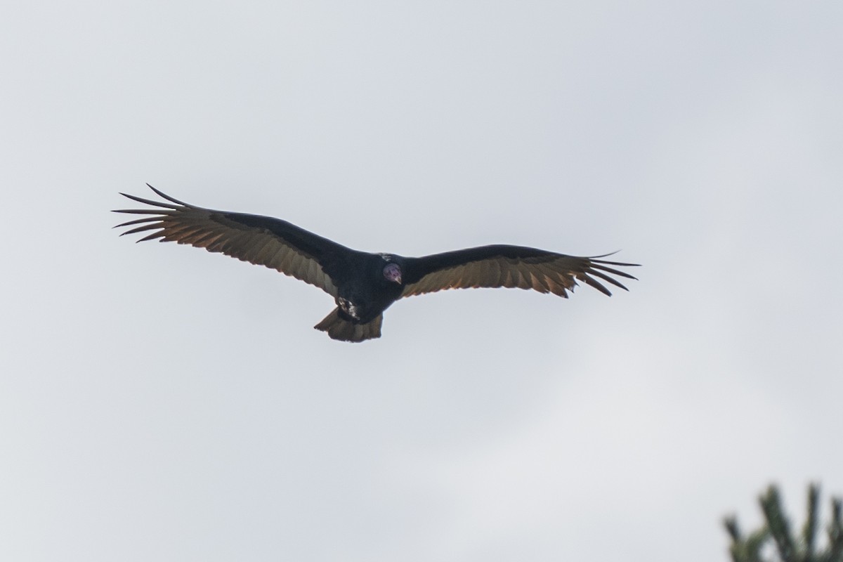 Turkey Vulture - ML619309726