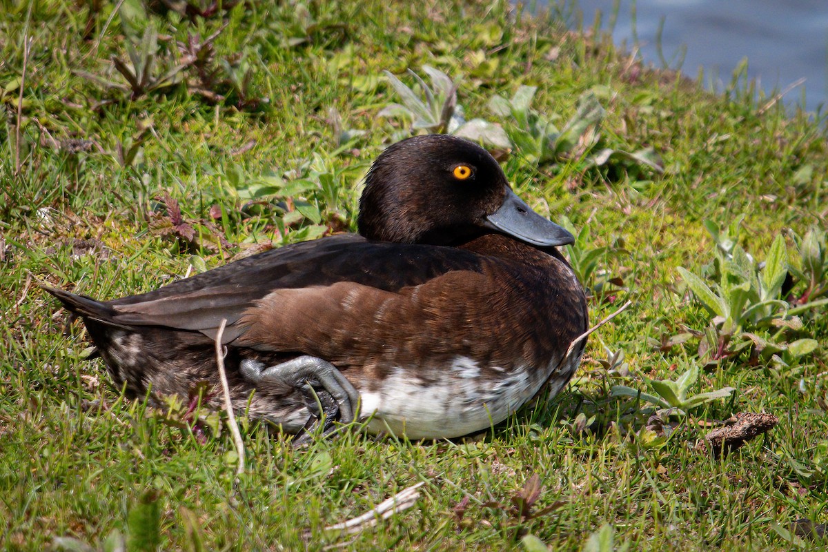 Tufted Duck - ML619309738