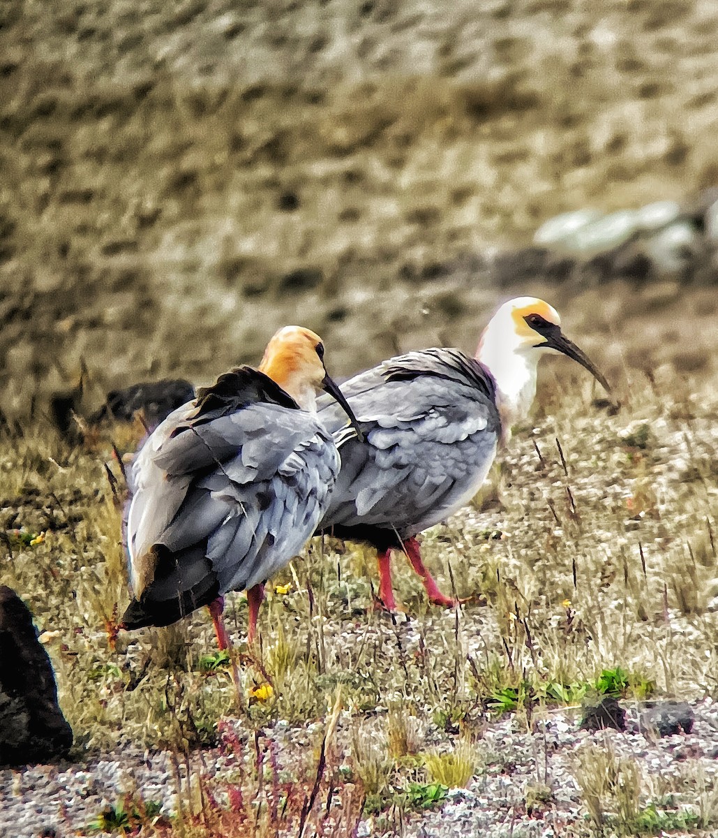 ibis šedokřídlý - ML619309739