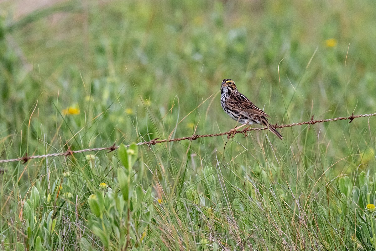 Savannah Sparrow - ML619309764