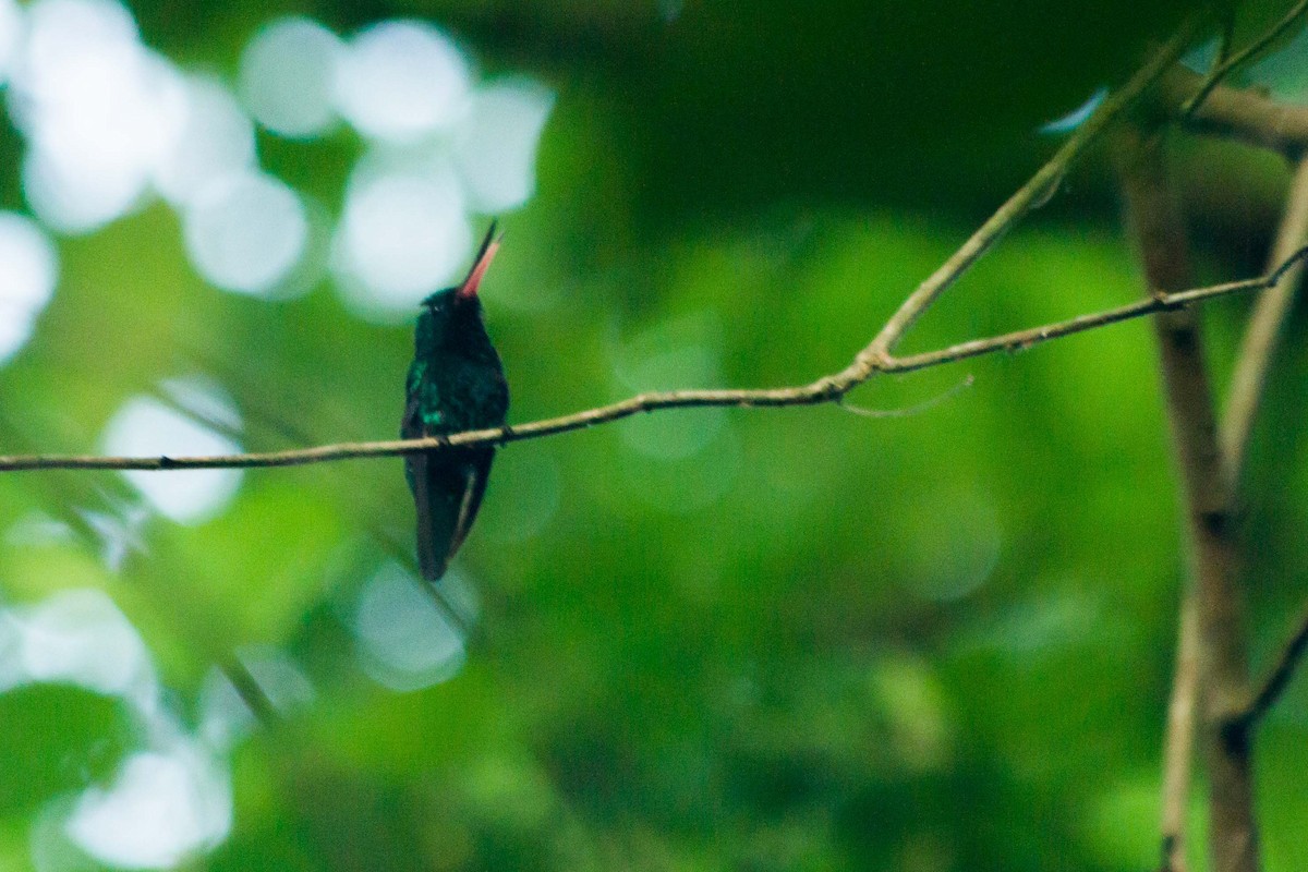 kolibřík modrobradý - ML619309775