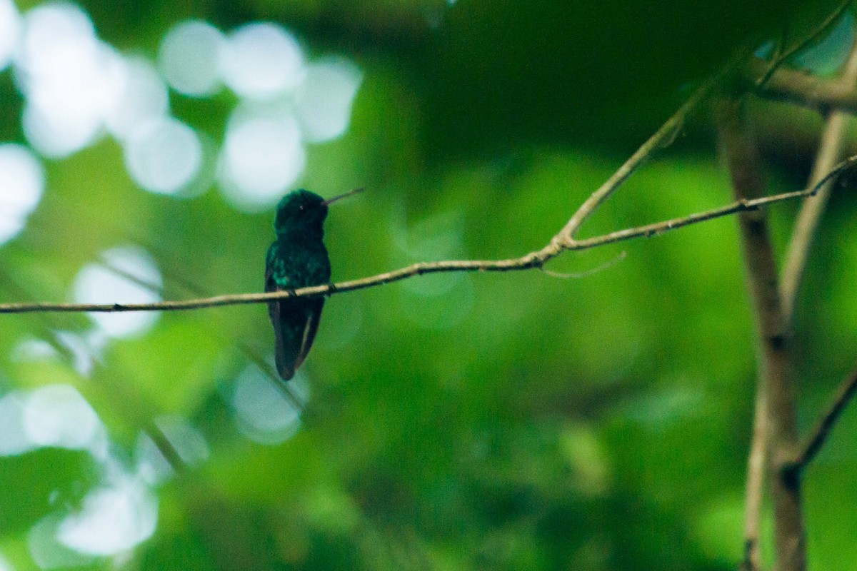 kolibřík modrobradý - ML619309776