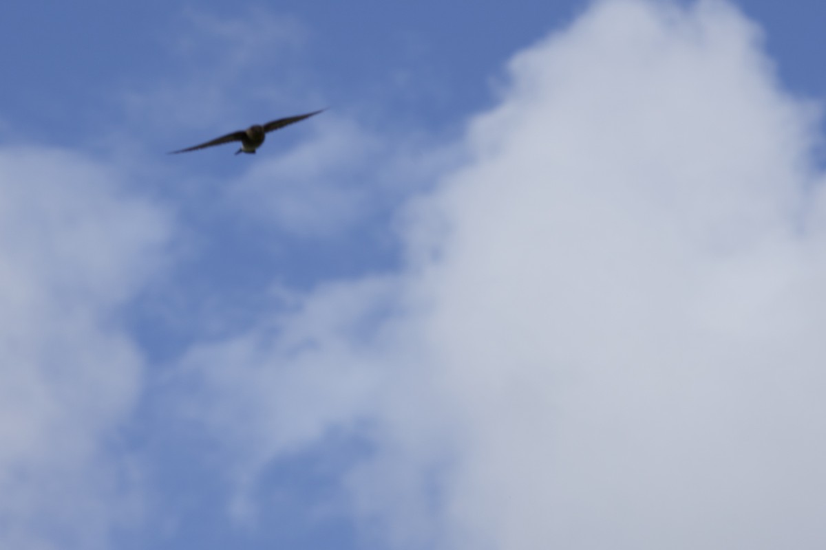 Southern Rough-winged Swallow - ML619309780