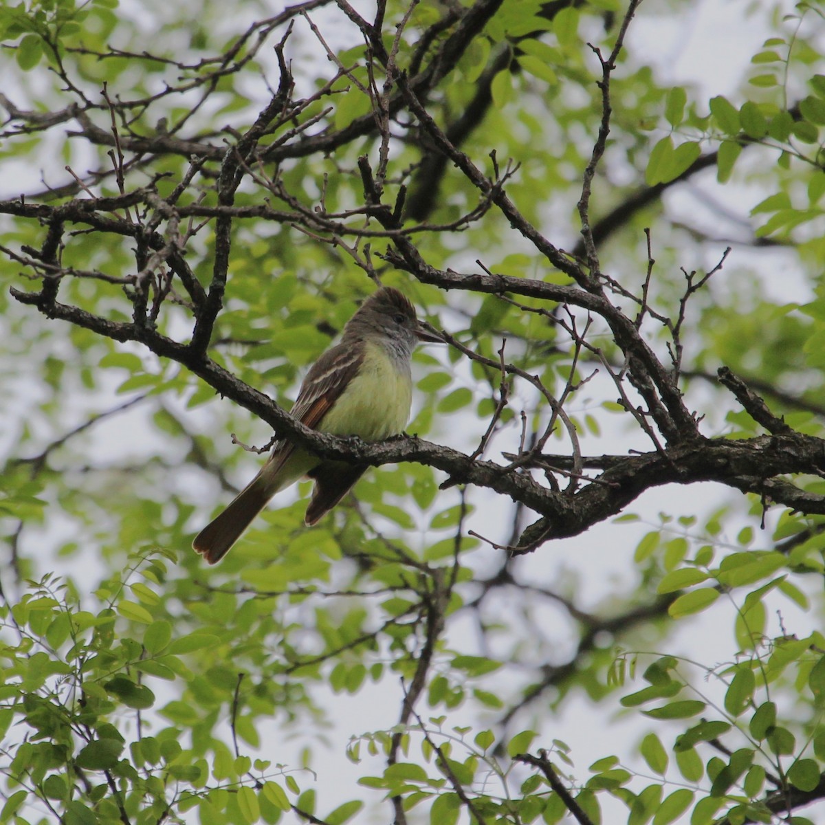 Great Crested Flycatcher - ML619309797