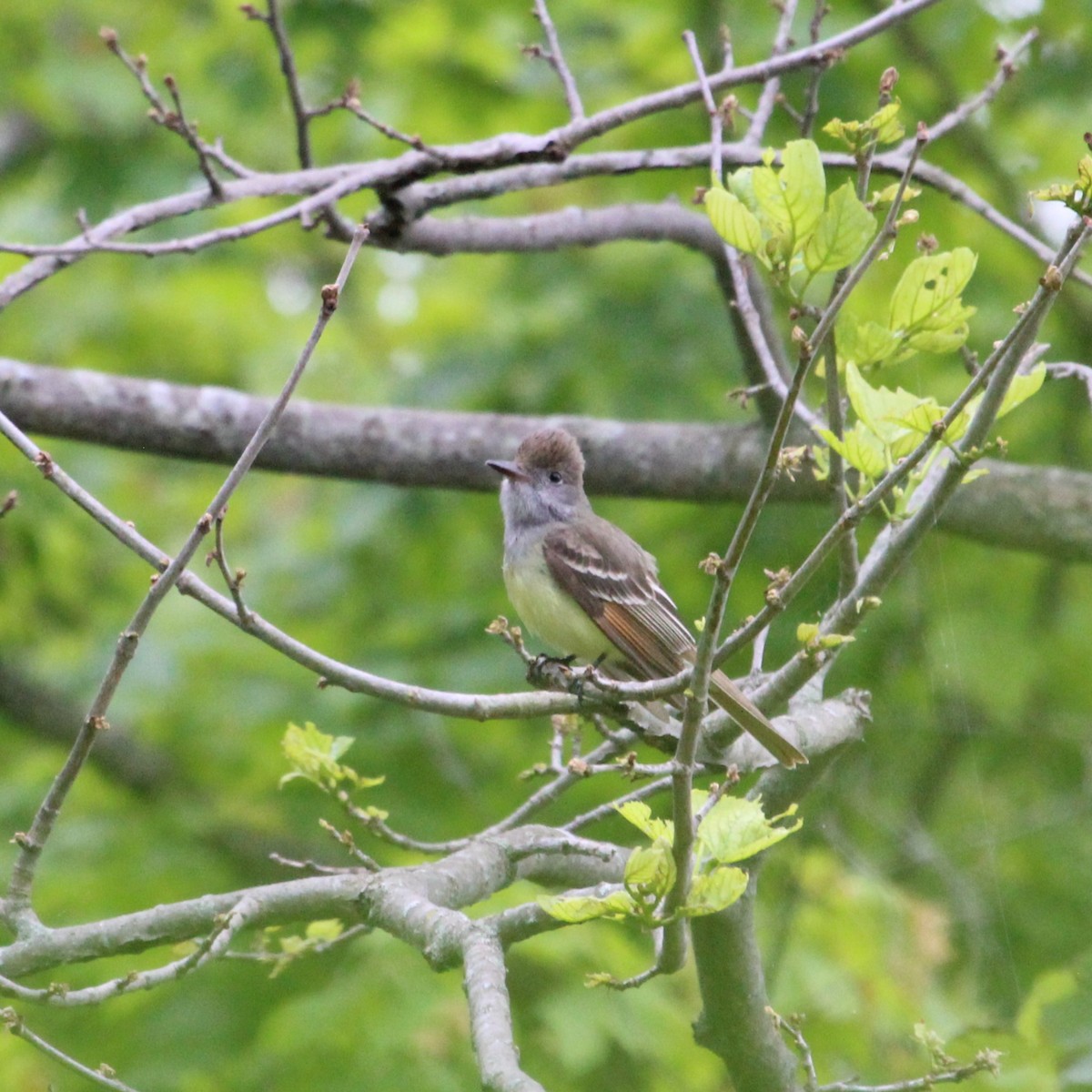 Great Crested Flycatcher - ML619309799