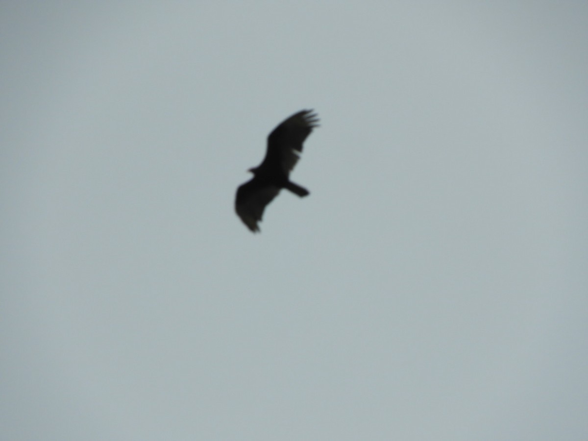 Black Vulture - ML619309849