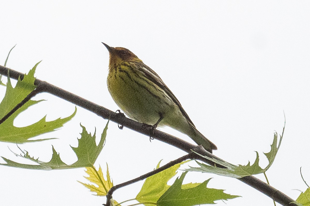 Cape May Warbler - ML619309852