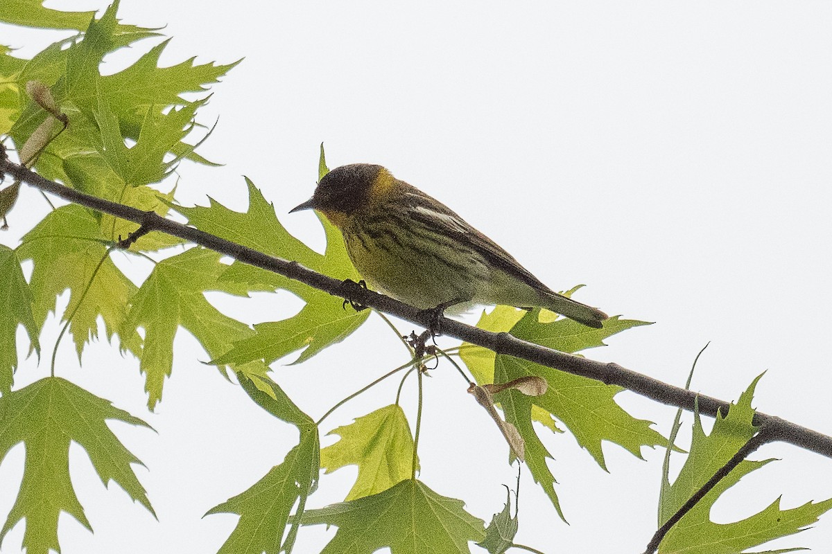 Cape May Warbler - ML619309853