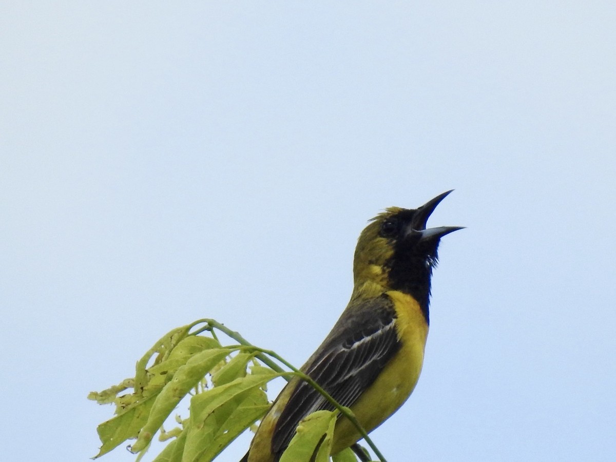 Orchard Oriole - ML619309865