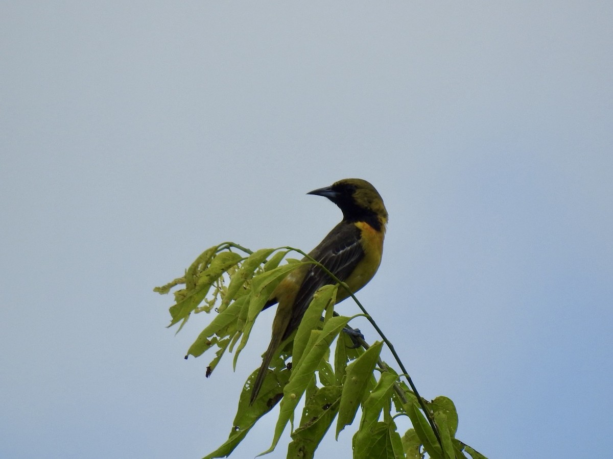 Orchard Oriole - ML619309866