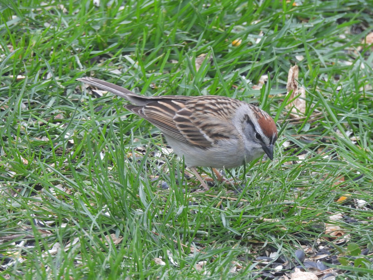 Chipping Sparrow - ML619309884