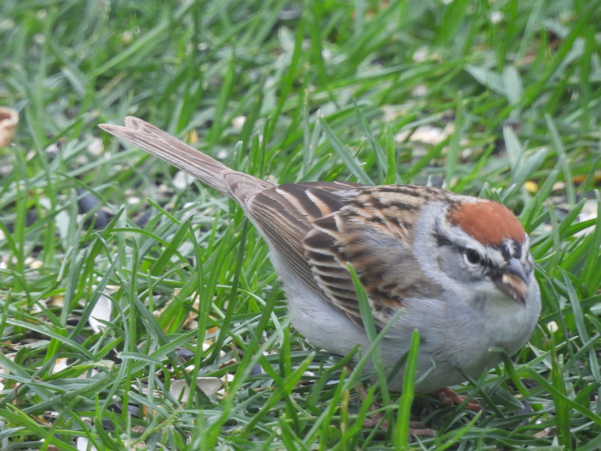 Chipping Sparrow - ML619309885