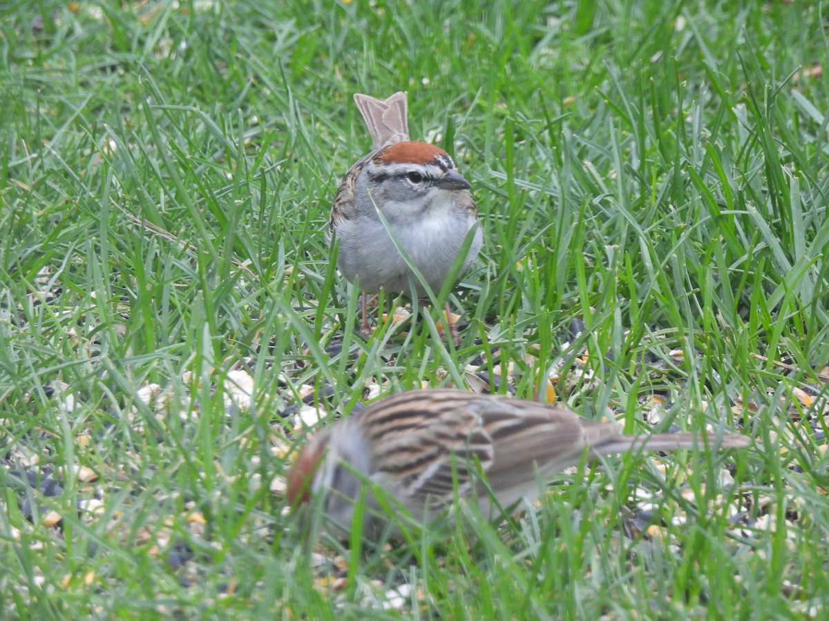 Chipping Sparrow - ML619309888