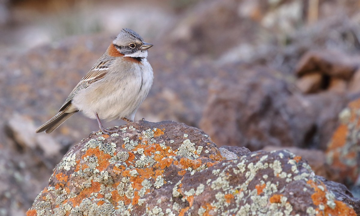 Rufous-collared Sparrow - ML619309926